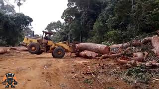 Extreme Logging Machines in Action  Fastest Tree Felling amp Heavy Equipment at Work [upl. by Aicitel452]