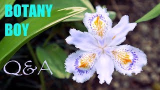 Bletilla striata Orchid fertilizer and Botany Boy Answers QampA [upl. by Nylirrehs]