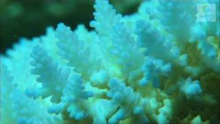 Coral Bleaching Great Barrier Reef Marine Park Authority [upl. by Almap]