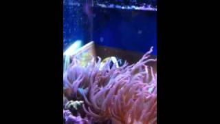 Breeding Amphiprion latezonatus Clownfish [upl. by Ban522]