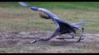 Two Great Blue Herons have a productive day [upl. by Cinomod]