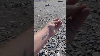 How to spot AGATE on the river agate rockhounding fraserriver sandbar howto [upl. by Ettenaej]