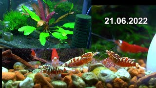 Wie hält man Zwerggarnelen und wie vermehrt man die Garnelen im Aquarium Viele Fakten und Theorie [upl. by Nolasba]