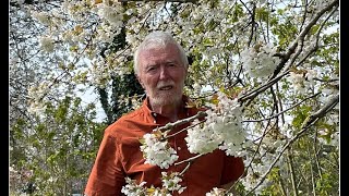 Wild Cherry with John Feehan in spring Wildflowers of Offaly series [upl. by Sheffie]