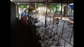 Saanen goats in Aai goat farm [upl. by Yates]