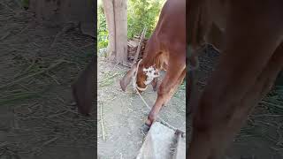 Cow status 4k milon subscribe complete ✅ cow trending shorts ytviral [upl. by Boice]