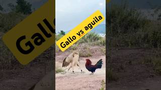 Le fallo al águila leyvafamilyvlog gallos águila campo rancho pelea viralshorttips trending [upl. by Einon]