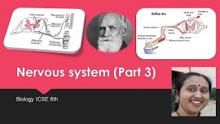 What is Reflex actionReflexArcSensoryNeuronAssociationNeuronsMotorNeuronsIvanPavlovSenseOrgans [upl. by Eidolem]