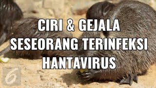 Hantavirus news di Chinagejala dan ciri seseorang terinfeksi hantavirus pulmonary syndrome [upl. by Lebazej397]