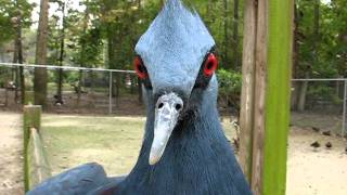 Victoria Crowned Pigeon Talking and Dancing [upl. by Acsisnarf]