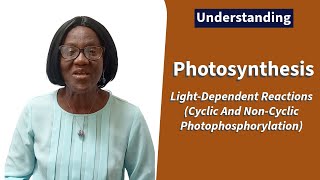 Photosynthesis LightDependent Reactions Cyclic And NonCyclic Photophosphorylation [upl. by Eachelle]