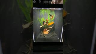 Creating an ALL NATURAL breeding tank for my Ram Cichlids ram dwarfcichlids fishbreeding [upl. by Tilden566]