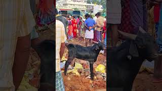 Goat market today  Goat Market in Tamil  Goat Sales goatmarket goat goats goatfarming [upl. by Fuhrman]