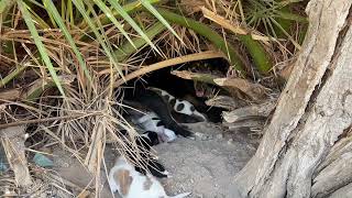 Stray Dog with 10 Puppies Needs Help to Escape the Heatwave  Takis Shelter [upl. by Thomasin]