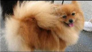 Dog Grooming  How to Groom a Pomeranian [upl. by Junina630]