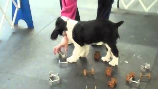 AJ English Springer Spaniel12 weeks old learning Agility  O [upl. by Clive]