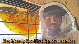 indian bee hive removal service [upl. by Einahpets]