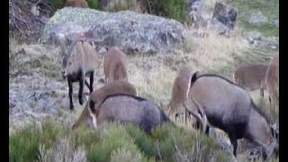 Machos monteses y cabras en celo en Batuecas Peña de Francia Salamanca I [upl. by Giesecke]