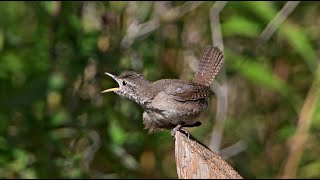 Troglodytes hiemalis WINTER WRENS foraging preening flying 9069983 [upl. by Sancho860]