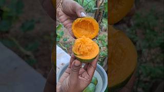 Our farm fresh juicy mango cutting😋😋🥭gardeningfarmingsatisfyingasmr [upl. by Ocimad]