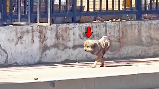 Tough Dog Who Lost Both Legs Fights for Food Transformed Month After Being Rescued [upl. by Singhal]