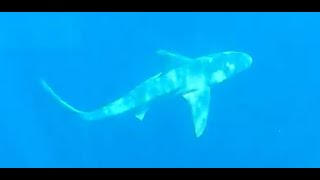 AZ MAN ALMOST GETS HIS CALF EATEN SHARK DIVE JUPITER FLORIDA 2023 MAN FROM [upl. by Felton]