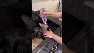 HOW TO REMOVE FLEAS FROM A CAT [upl. by Bethena]