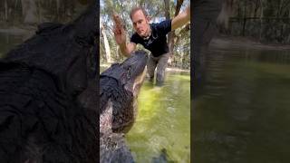 Gator training gator animal reptile [upl. by Broadbent]