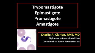 Blood and Tissue Flagellates Trypomastigote Epimastigote Promastigote and Amastigote [upl. by Nedearb]