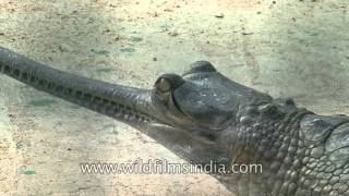 Saving the critically endangered gharial  Crocodile Centre at Deori Morena [upl. by Yentruok]