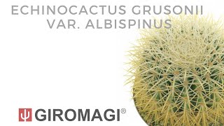 Echinocactus grusonii var albispinus [upl. by Ojytteb]