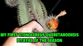 MY FIRST STENOCEREUS QUERETAROENSIS PITAYAS OF THE SEASON [upl. by Cantu]