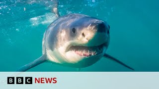 South Africas shark spotters back in action as great whites return  BBC News [upl. by Atinna586]