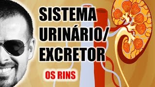 Sistema ExcretorUrinário  Os Rins e a filtragem do sangue  Anatomia Humana  VideoAula 030 [upl. by Atikir400]