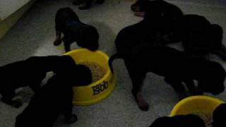 Gordonsetter Valper Video 2 [upl. by Tonie]