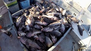 Jigging for Black Rockfish in Kodiak Alaska [upl. by Zoie]