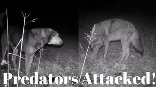 Coyote Attack Livestock Guardian Couldnt Stop This [upl. by Thrift415]