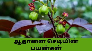 வாய்ப்புண் வாயினுள் கொப்பளம் தொண்டைப்புண் ஆதாளை செடியின் பயன்கள் [upl. by Ihsorih704]