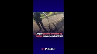 Goanna arrested by WA police [upl. by Ettenel952]