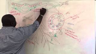 Xylem and Phloem Structure [upl. by Lucienne]