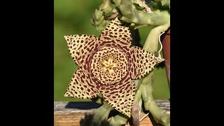 Two Orbea Stapelia variegata with seeds and in bloom August 2022 [upl. by Symon]