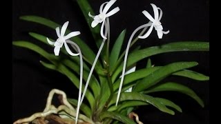 Неофинетия Фальката  Neofinetia Falcata  Моё новое приобретение [upl. by Enrobialc712]