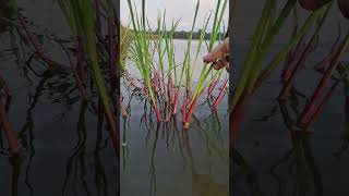 Sacchiolepis interrupta A wetland grass [upl. by Humo]