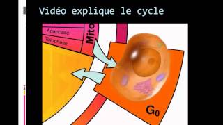 Biologie Cellulaire Le cycle cellulaire  الدورة الخلوية [upl. by Powe]