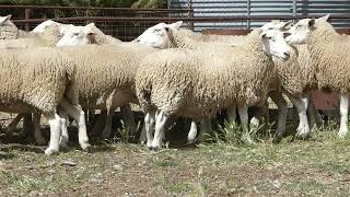 Koorong Ewes [upl. by Eve]