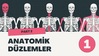 Anatomi  Düzlemler ve Eksenler Anatomik Terimlere Giriş 1 [upl. by Lalad]