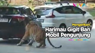 VIRAL Detikdetik Harimau Gigit Ban Mobil Pengunjung di Taman Safari [upl. by Schwenk]