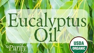 Eucalyptus Essential Oil  All You Ever Need To Know [upl. by Nevah]