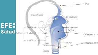 ¿Qué es el cáncer en la cabeza y el cuello [upl. by Airetal]