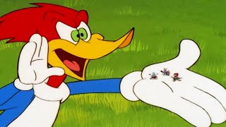 Woody Woodpecker Show  Party Animal  Full Episode  Kids Cartoon  Videos For Kids [upl. by Jac691]